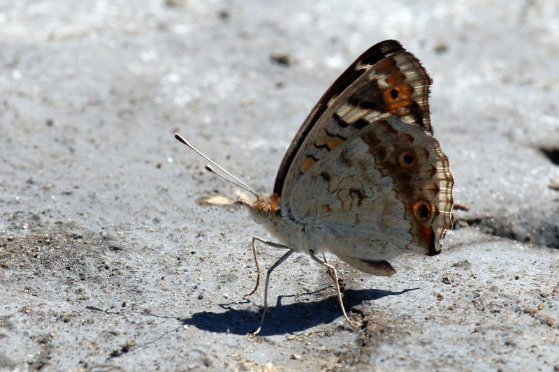 blue pansy (Junonia orithya); DISPLAY FULL IMAGE.