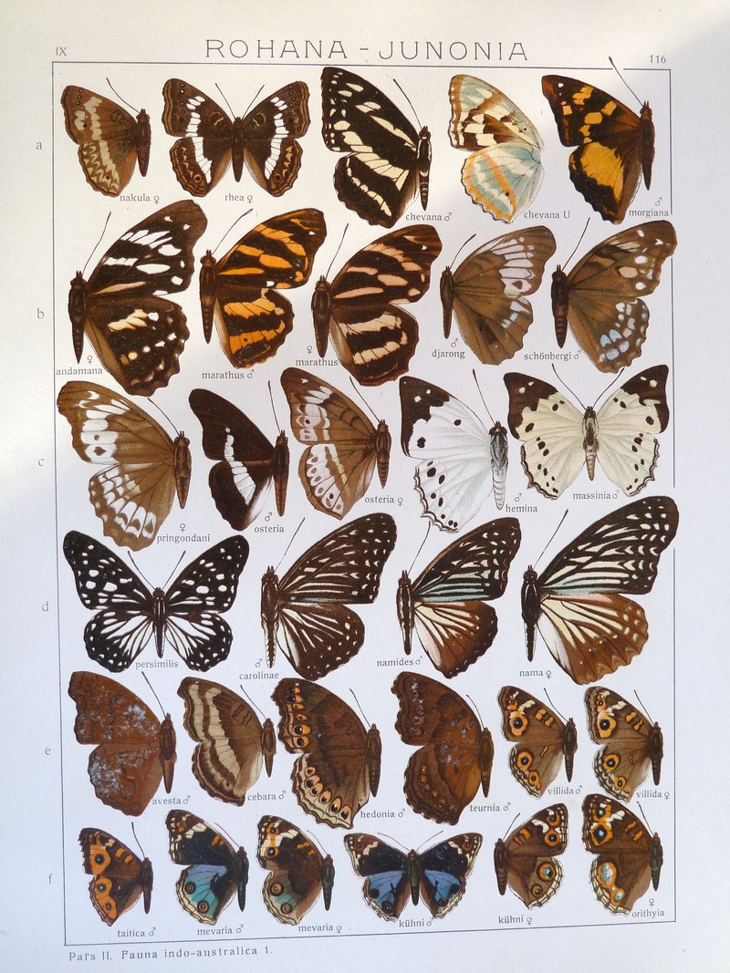 Fauna Indo-Australica: Rohana - Junonia; DISPLAY FULL IMAGE.