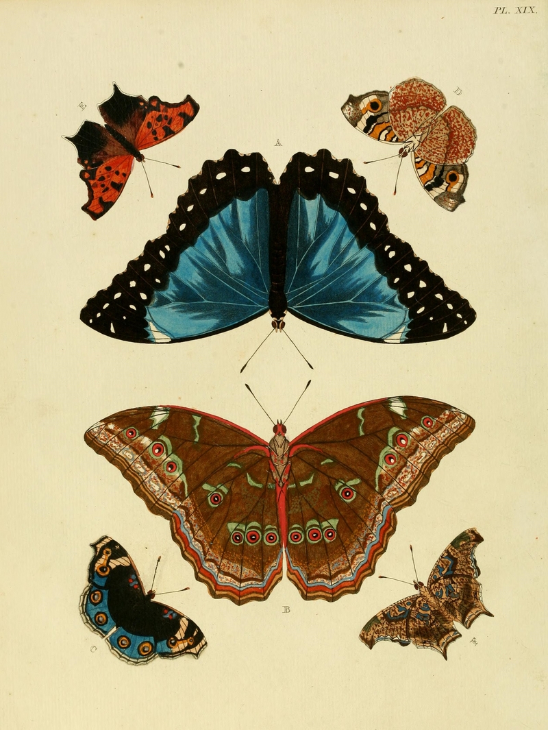 Menelaus blue morpho (Morpho menelaus), blue pansy (Junonia orithya), Asian comma (Polygonia c-aureum); DISPLAY FULL IMAGE.
