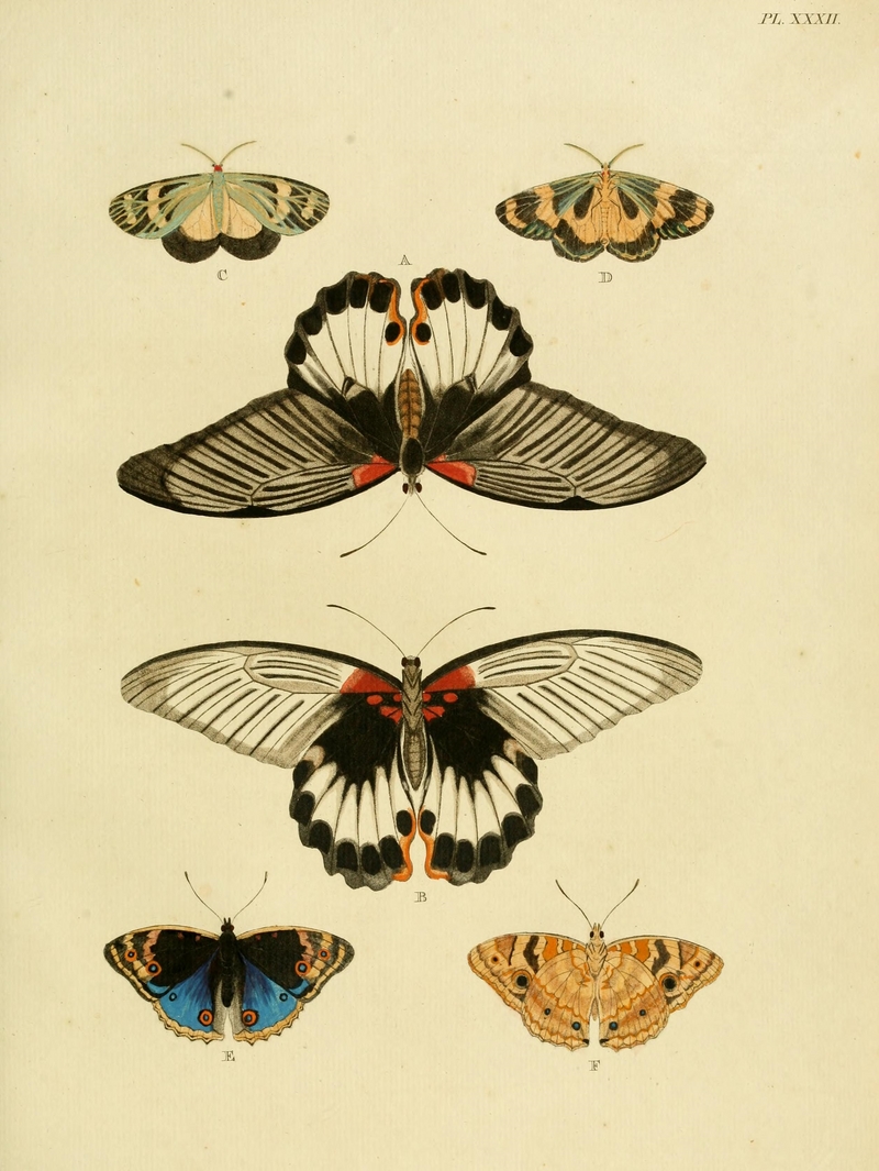 great Mormon (Papilio memnon agenor), Chalcosia ideaoides, blue pansy (Junonia orithya); DISPLAY FULL IMAGE.