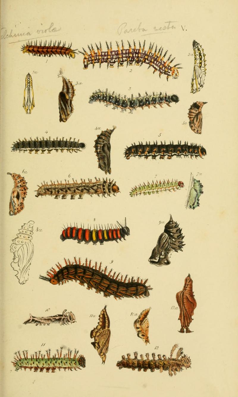 Butterfly Larva & Pupa; DISPLAY FULL IMAGE.