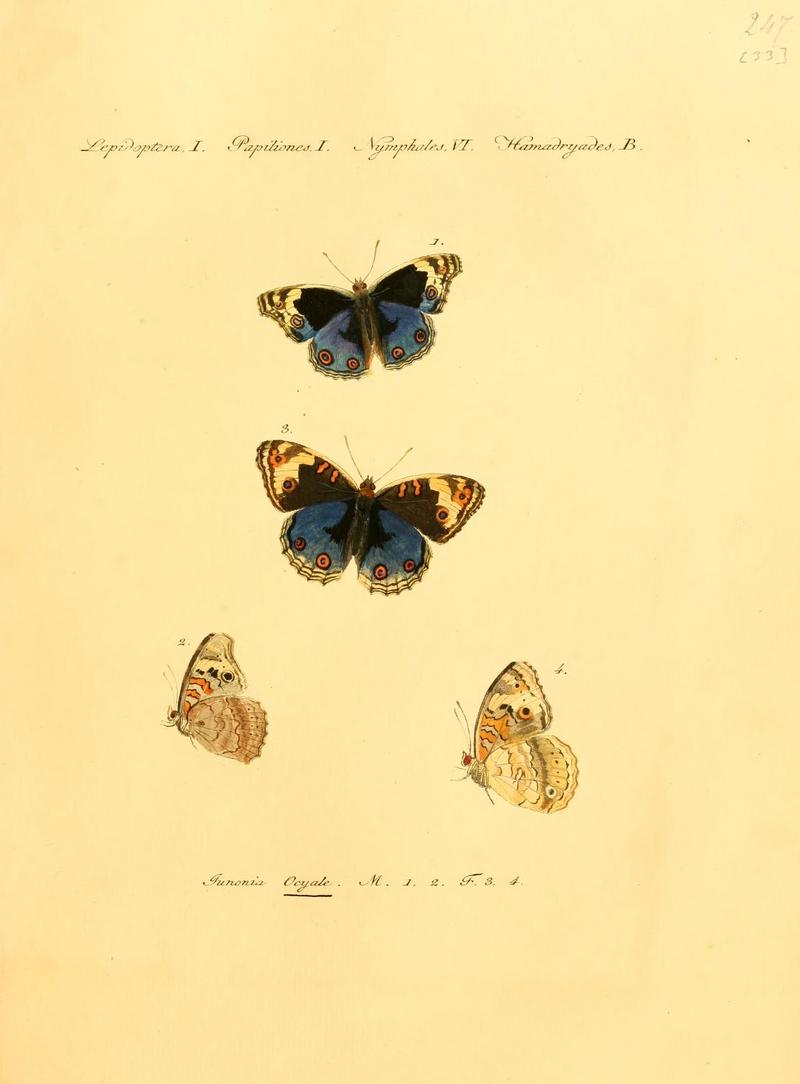 blue pansy (Junonia orithya); DISPLAY FULL IMAGE.