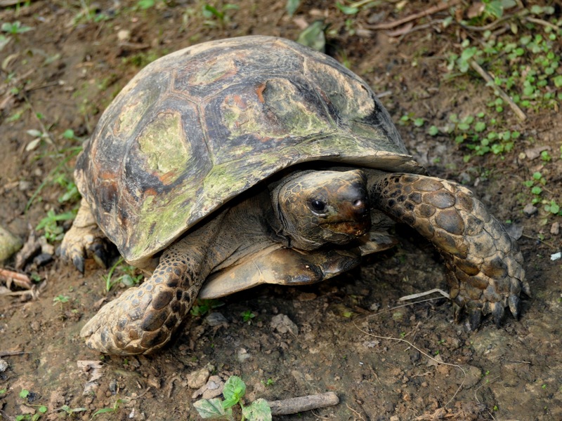 Asian forest tortoise (Manouria emys); DISPLAY FULL IMAGE.