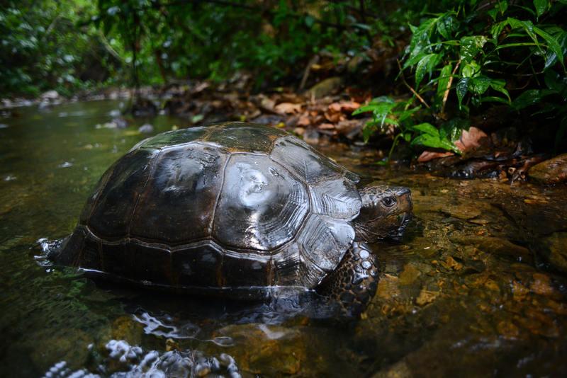 Asian forest tortoise (Manouria emys); DISPLAY FULL IMAGE.
