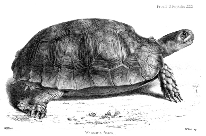 Asian forest tortoise (Manouria emys); DISPLAY FULL IMAGE.