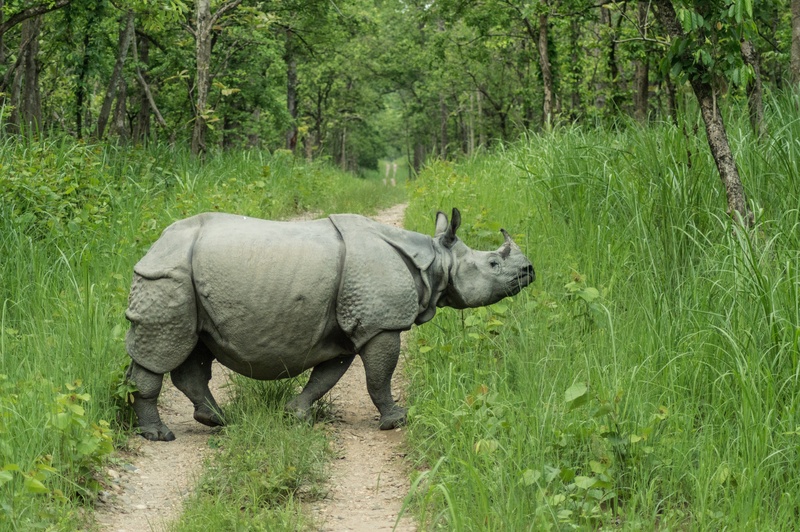 Indian rhinoceros (Rhinoceros unicornis); DISPLAY FULL IMAGE.