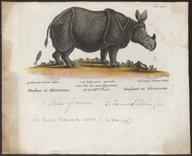 Indian rhinoceros (Rhinoceros unicornis); DISPLAY FULL IMAGE.