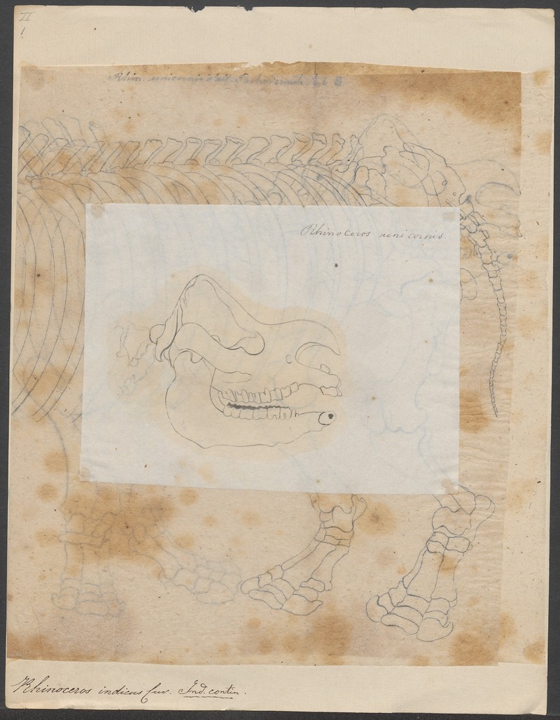 Indian rhinoceros (Rhinoceros unicornis); DISPLAY FULL IMAGE.