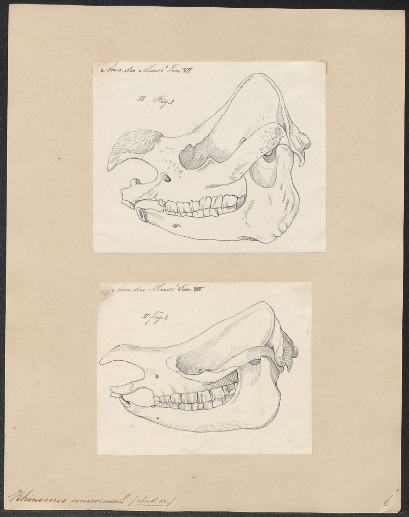 Indian rhinoceros (Rhinoceros unicornis); DISPLAY FULL IMAGE.