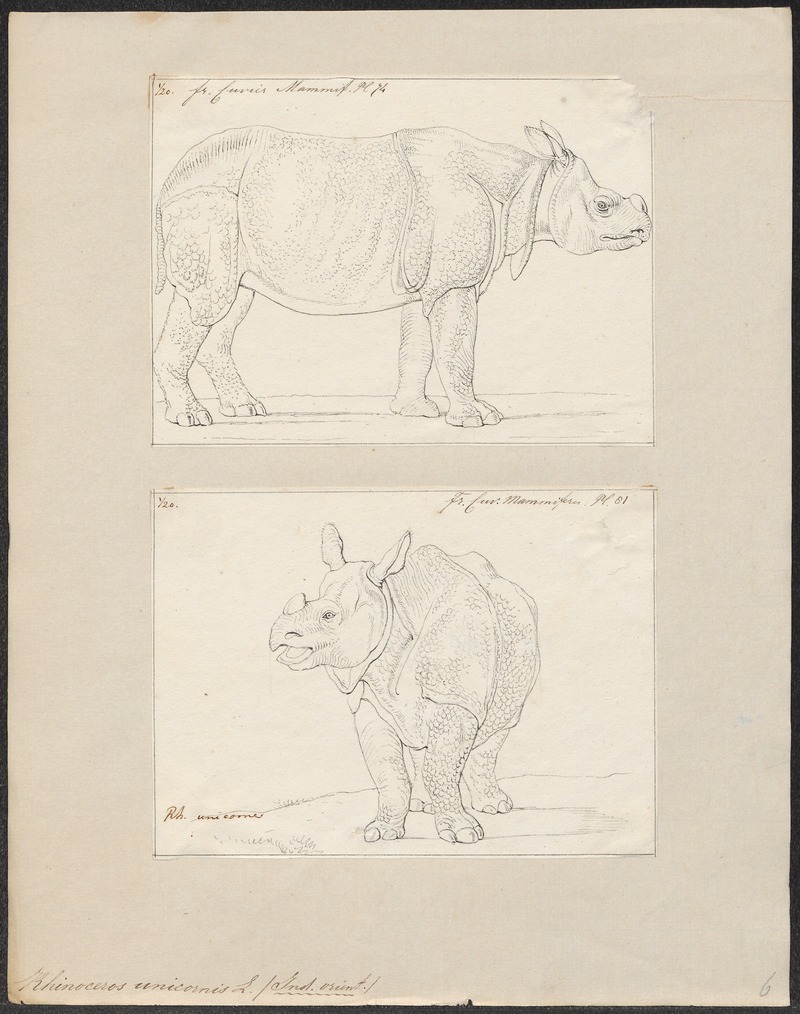 Indian rhinoceros (Rhinoceros unicornis); DISPLAY FULL IMAGE.
