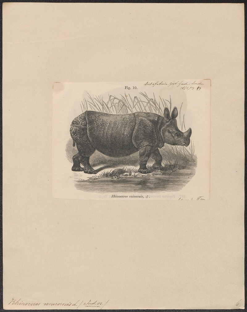Indian rhinoceros (Rhinoceros unicornis); DISPLAY FULL IMAGE.