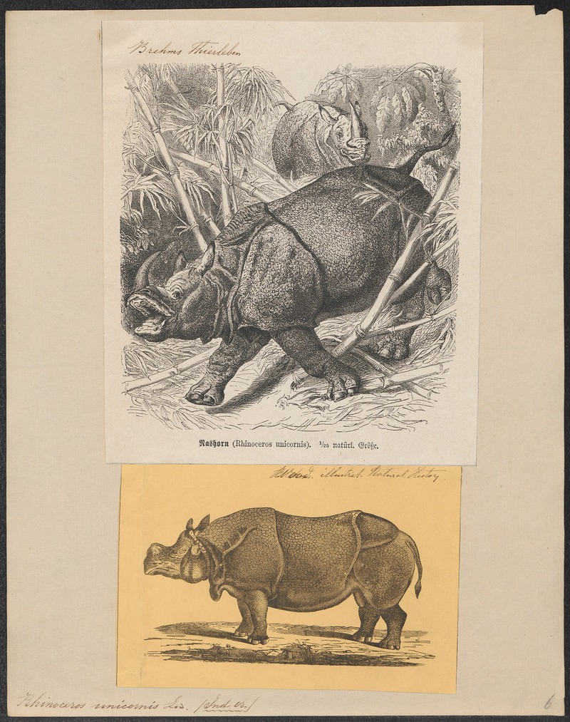 Indian rhinoceros (Rhinoceros unicornis); DISPLAY FULL IMAGE.