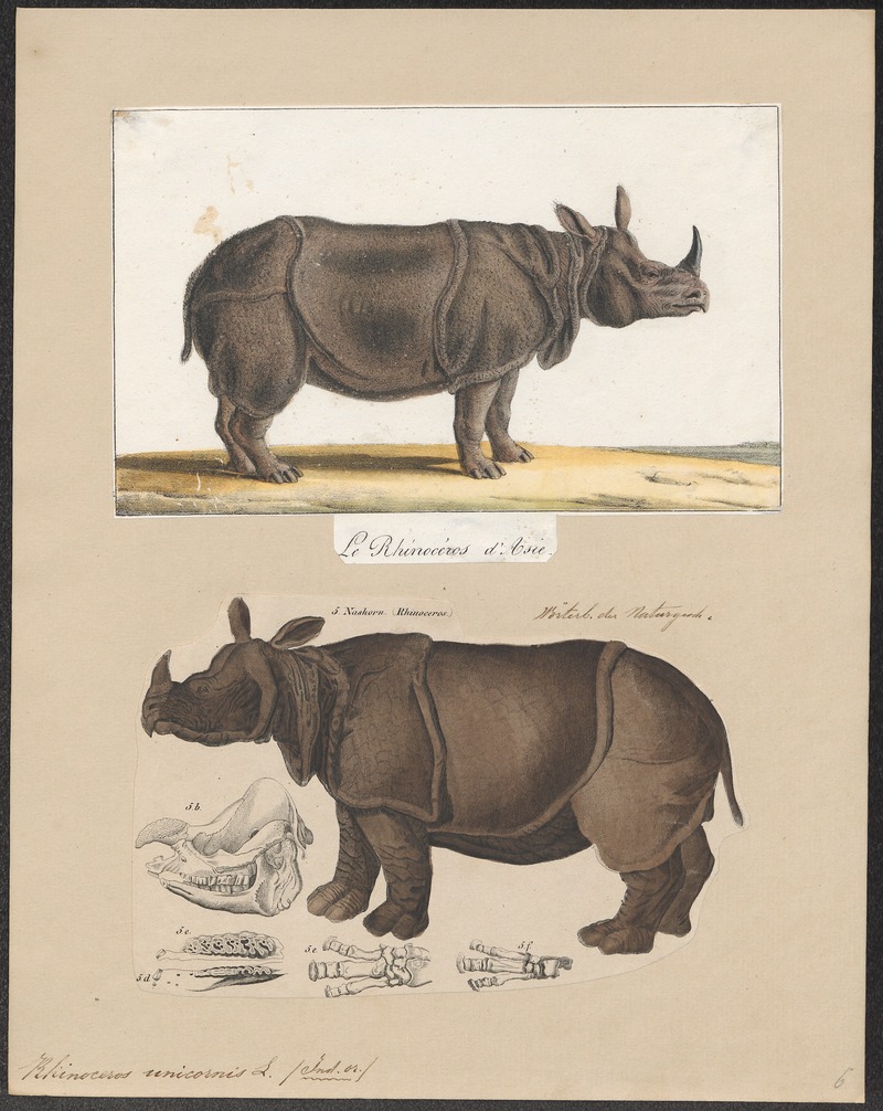 Indian rhinoceros (Rhinoceros unicornis); DISPLAY FULL IMAGE.