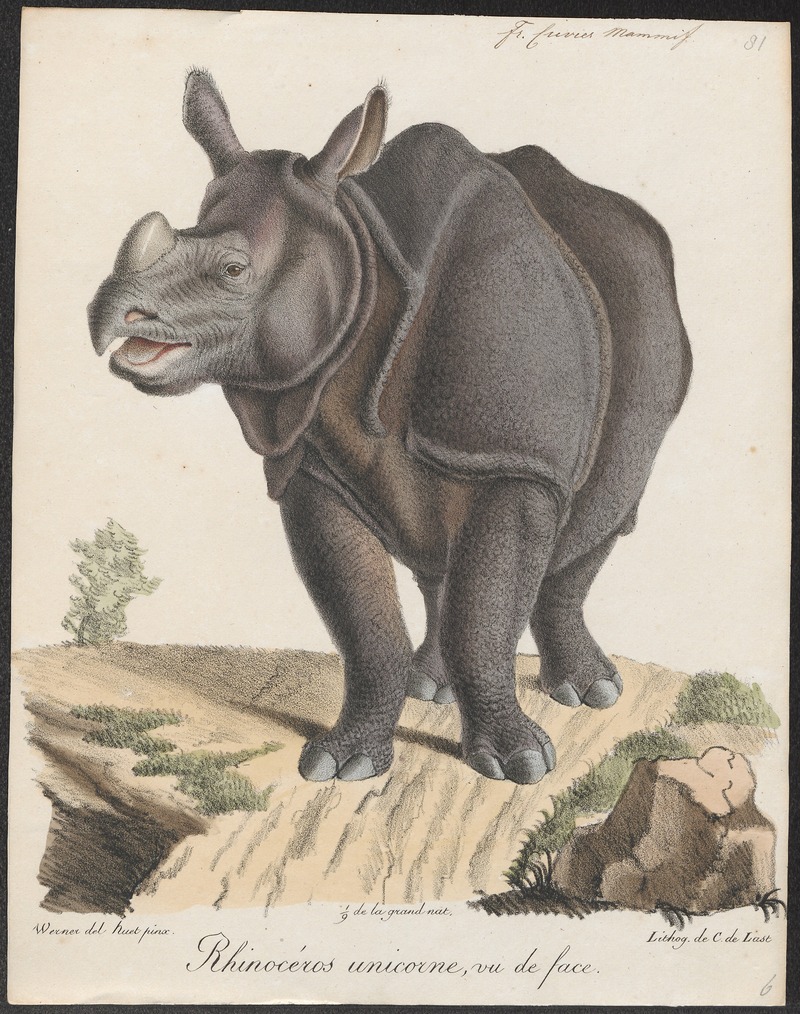 Indian rhinoceros (Rhinoceros unicornis); DISPLAY FULL IMAGE.