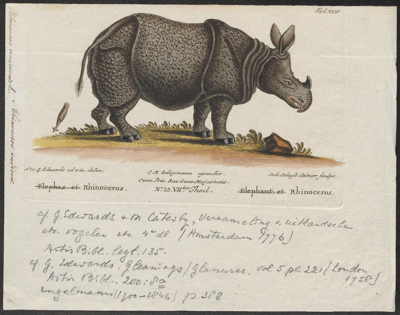 Indian rhinoceros (Rhinoceros unicornis); DISPLAY FULL IMAGE.