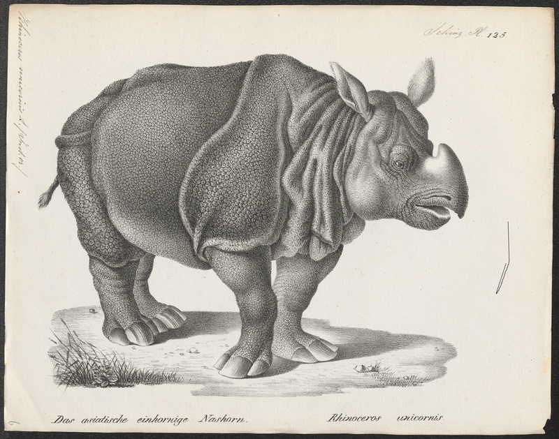Indian rhinoceros (Rhinoceros unicornis); DISPLAY FULL IMAGE.