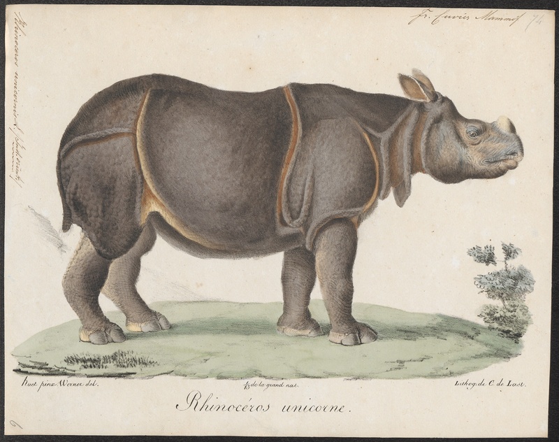 Indian rhinoceros (Rhinoceros unicornis); DISPLAY FULL IMAGE.