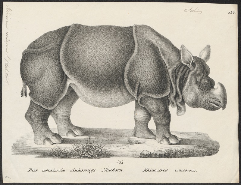 Indian rhinoceros (Rhinoceros unicornis); DISPLAY FULL IMAGE.