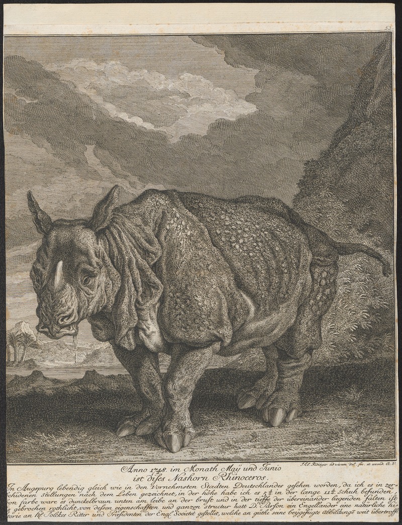 Indian rhinoceros (Rhinoceros unicornis); DISPLAY FULL IMAGE.