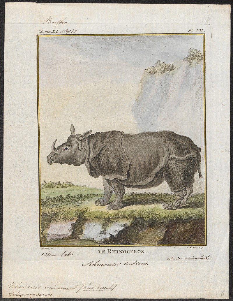 Indian rhinoceros (Rhinoceros unicornis); DISPLAY FULL IMAGE.