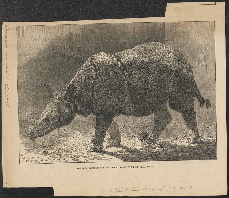 Indian rhinoceros (Rhinoceros unicornis); DISPLAY FULL IMAGE.