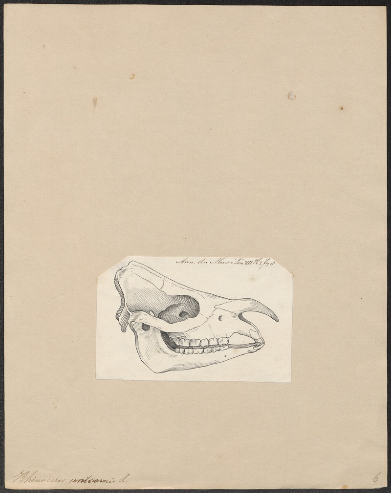 Indian rhinoceros (Rhinoceros unicornis); DISPLAY FULL IMAGE.