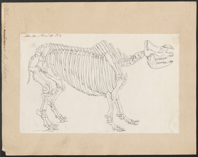 Indian rhinoceros (Rhinoceros unicornis); DISPLAY FULL IMAGE.