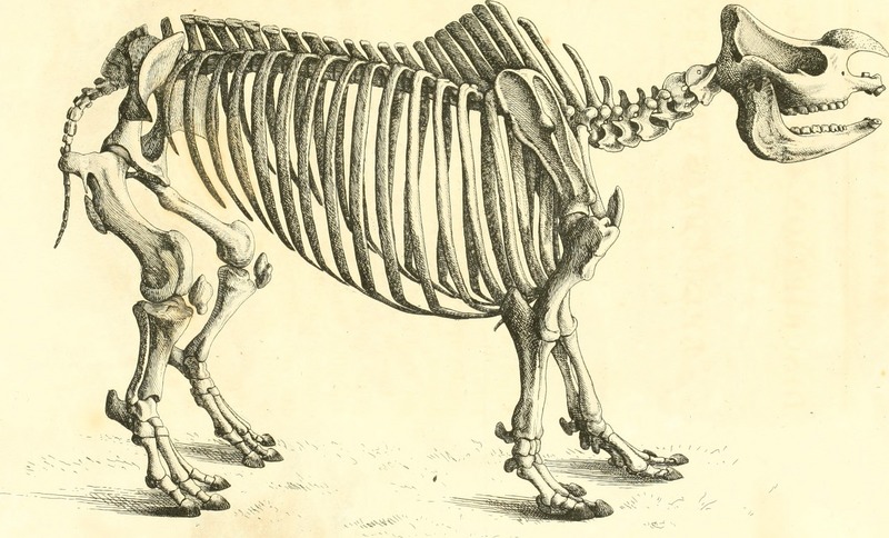 Indian rhinoceros (Rhinoceros unicornis); DISPLAY FULL IMAGE.