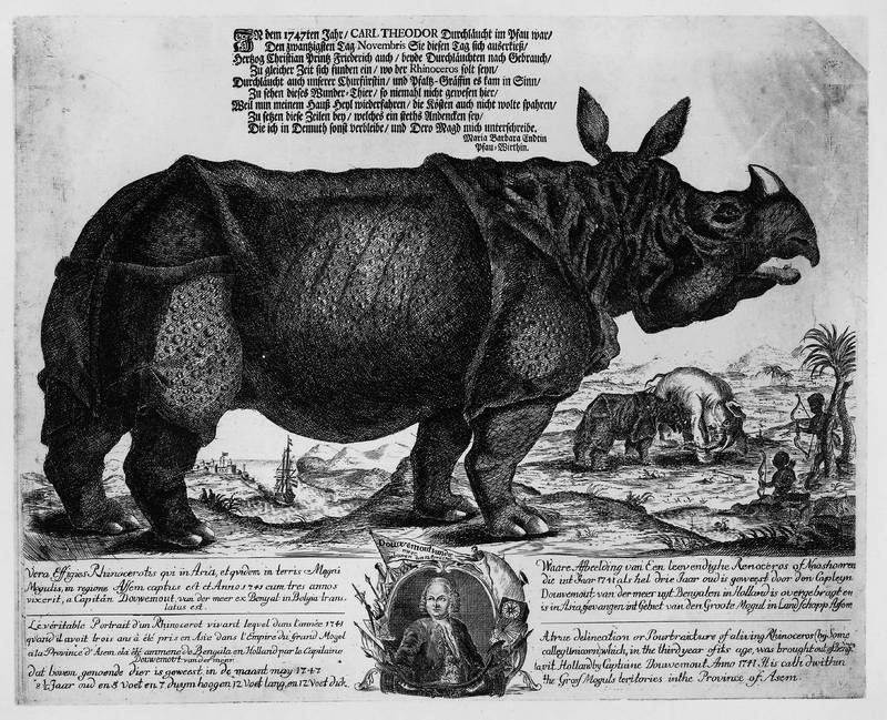 Indian rhinoceros (Rhinoceros unicornis); DISPLAY FULL IMAGE.