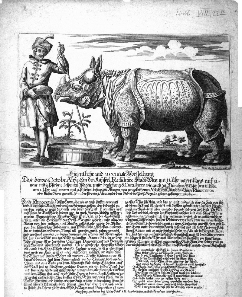 Indian rhinoceros (Rhinoceros unicornis); DISPLAY FULL IMAGE.