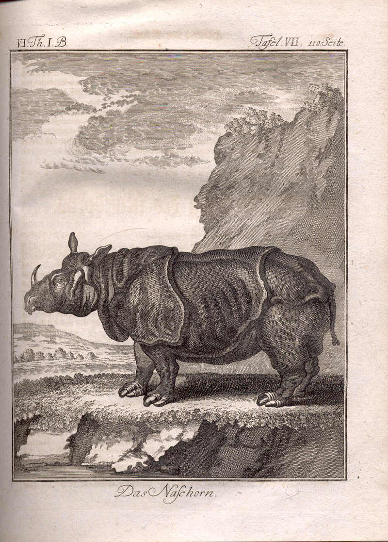 Indian rhinoceros (Rhinoceros unicornis); DISPLAY FULL IMAGE.