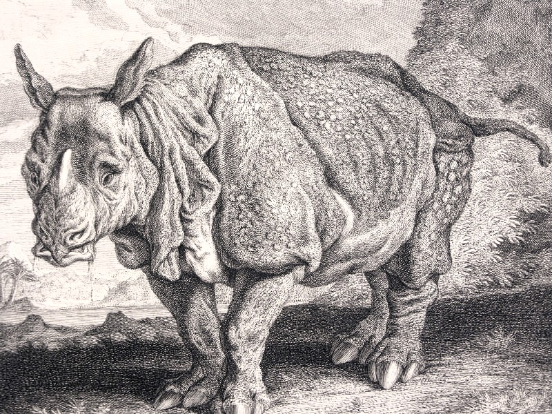 Indian rhinoceros (Rhinoceros unicornis); DISPLAY FULL IMAGE.
