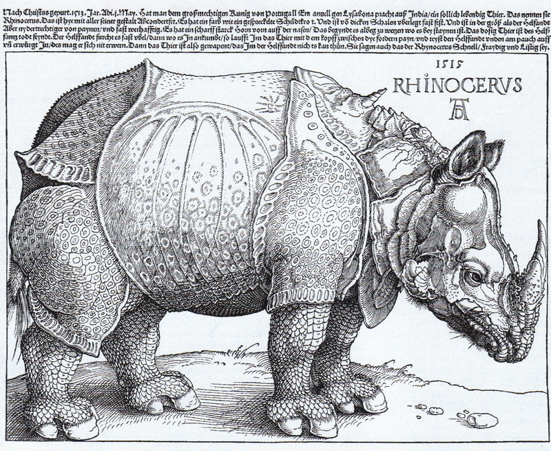 Indian rhinoceros (Rhinoceros unicornis); DISPLAY FULL IMAGE.