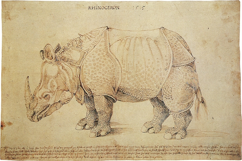 Indian rhinoceros (Rhinoceros unicornis); DISPLAY FULL IMAGE.