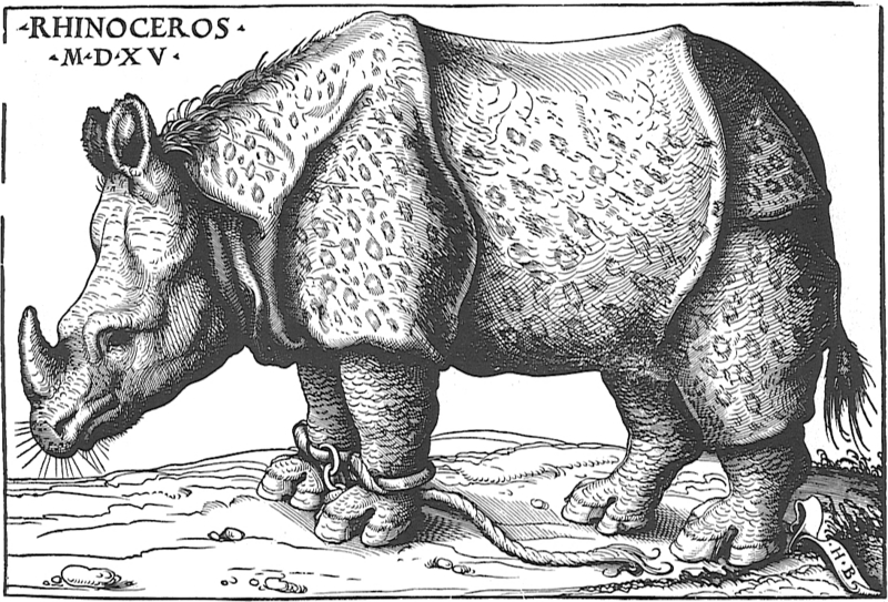 Indian rhinoceros (Rhinoceros unicornis); DISPLAY FULL IMAGE.