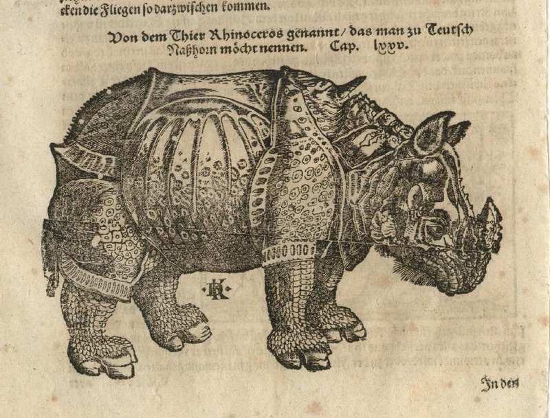 Indian rhinoceros (Rhinoceros unicornis); DISPLAY FULL IMAGE.