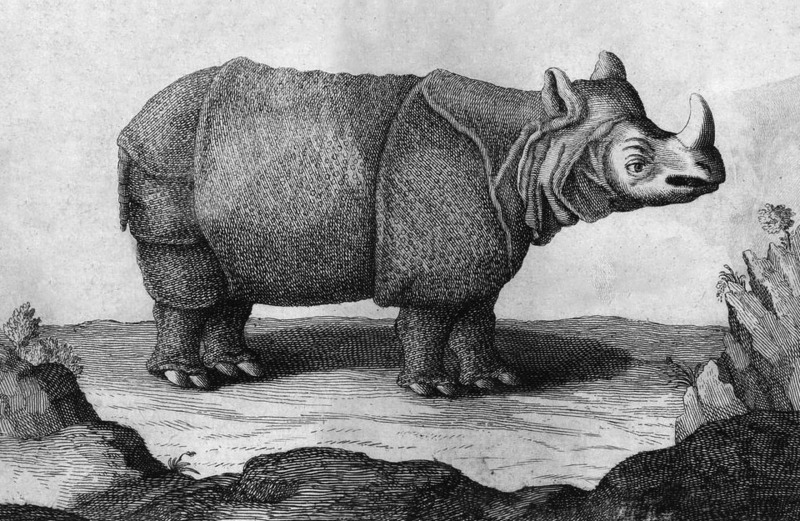 Indian rhinoceros (Rhinoceros unicornis); DISPLAY FULL IMAGE.