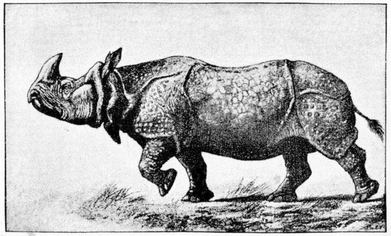 Indian rhinoceros (Rhinoceros unicornis); DISPLAY FULL IMAGE.