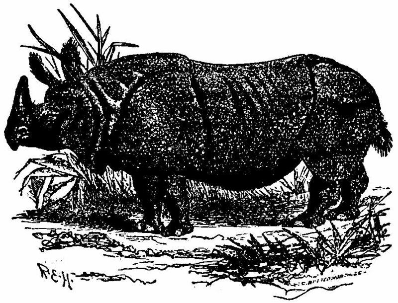 Indian rhinoceros (Rhinoceros unicornis); DISPLAY FULL IMAGE.
