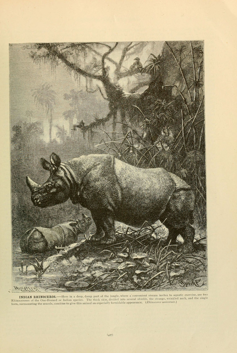 Indian rhinoceros (Rhinoceros unicornis); DISPLAY FULL IMAGE.