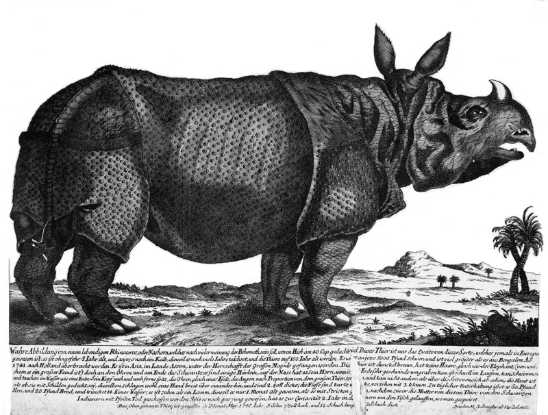 Indian rhinoceros (Rhinoceros unicornis); DISPLAY FULL IMAGE.