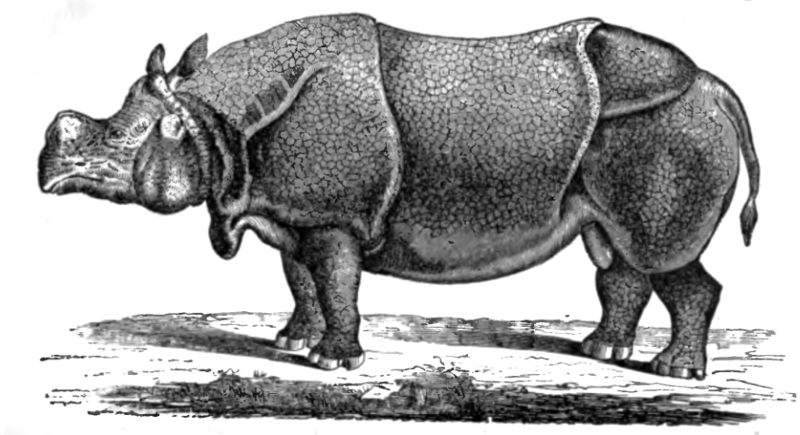 Indian rhinoceros (Rhinoceros unicornis); DISPLAY FULL IMAGE.