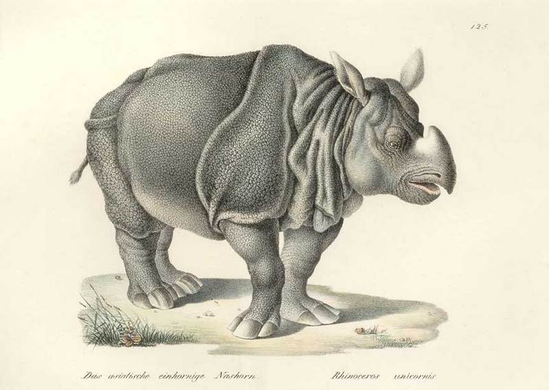 Indian rhinoceros (Rhinoceros unicornis); DISPLAY FULL IMAGE.