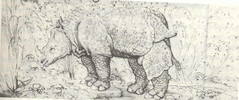 Indian rhinoceros (Rhinoceros unicornis); DISPLAY FULL IMAGE.