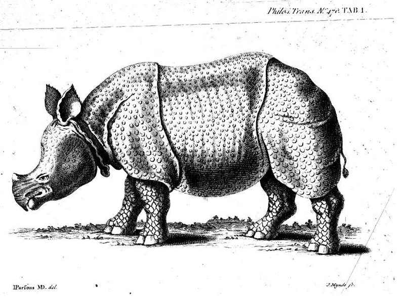 Indian rhinoceros (Rhinoceros unicornis); DISPLAY FULL IMAGE.