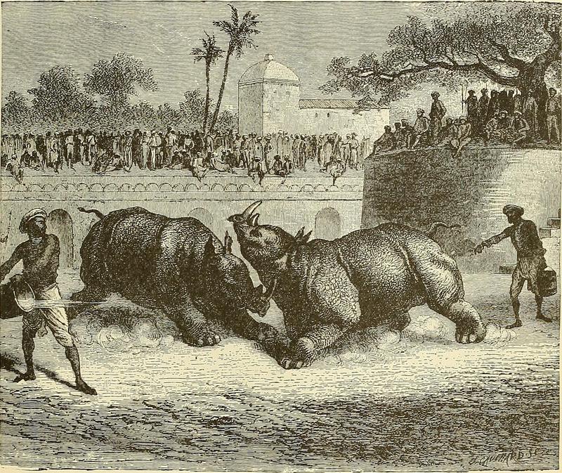 Indian rhinoceros (Rhinoceros unicornis); DISPLAY FULL IMAGE.