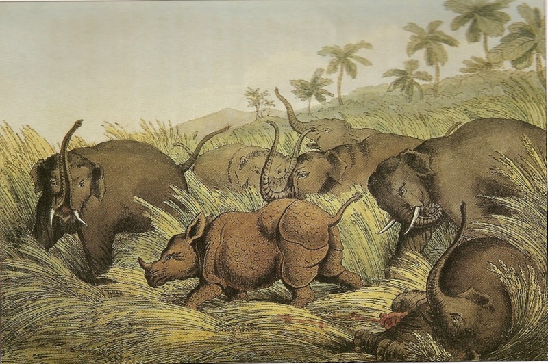 Asiatic elephant (Elephas maximus), Indian rhinoceros (Rhinoceros unicornis); DISPLAY FULL IMAGE.