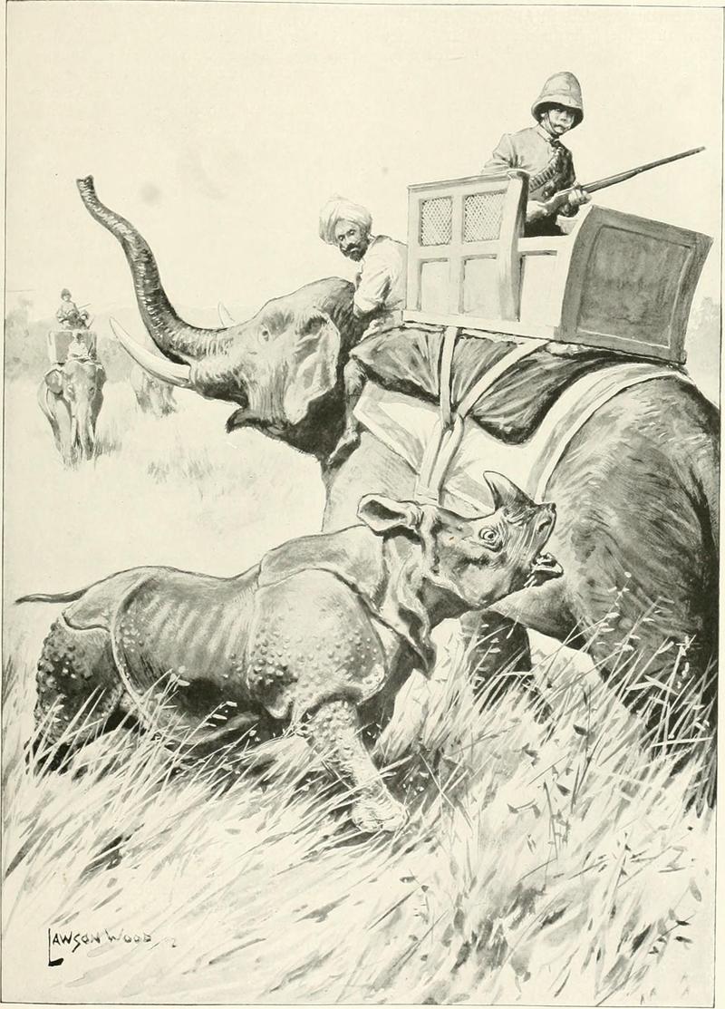 Indian rhinoceros (Rhinoceros unicornis); DISPLAY FULL IMAGE.