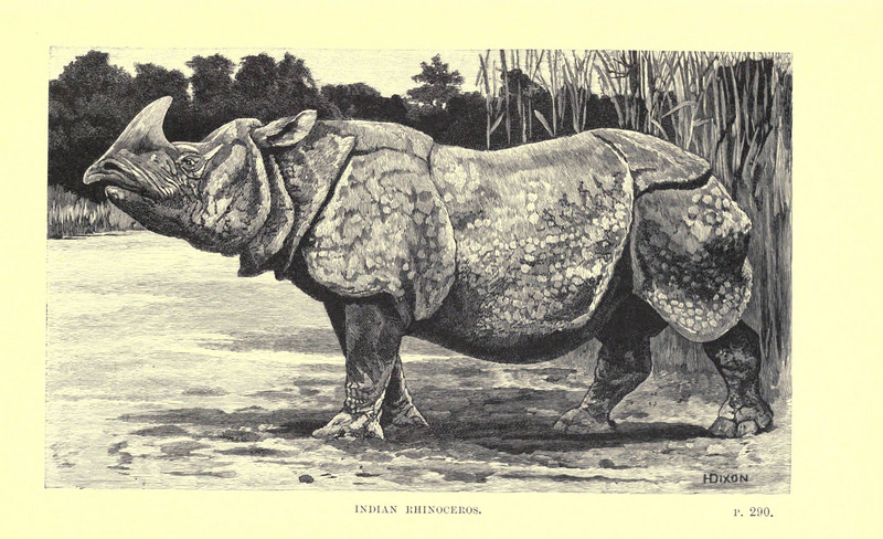 Indian rhinoceros (Rhinoceros unicornis); DISPLAY FULL IMAGE.