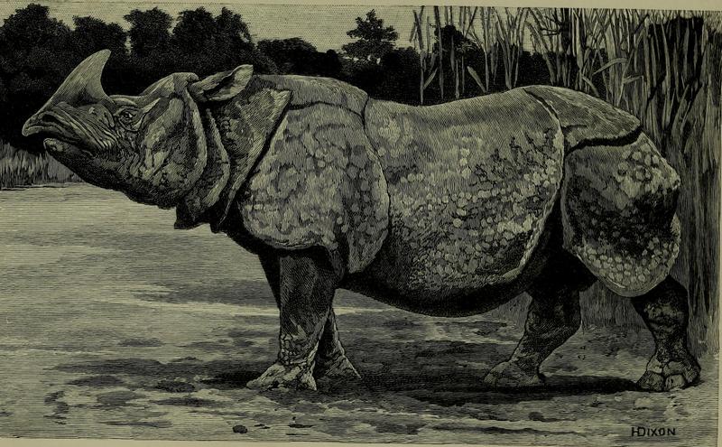 Indian rhinoceros (Rhinoceros unicornis); DISPLAY FULL IMAGE.